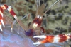 Coral banded shrimp