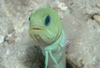 What`s Up! (Yellowhead Jawfish)