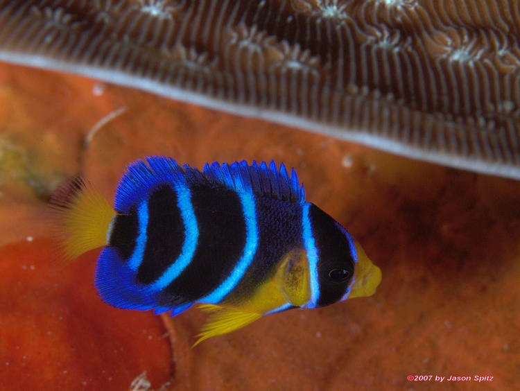 Juvenille Blue Angelfish