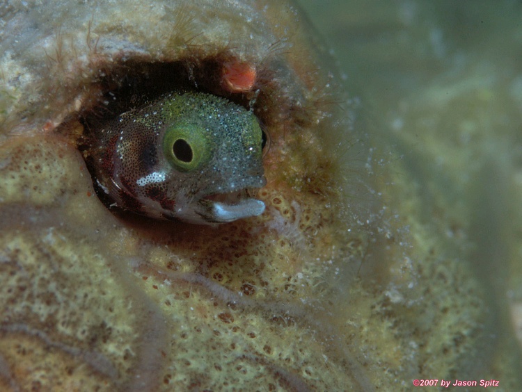 Spinyhead Blenny