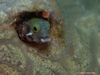 Spinyhead Blenny