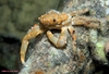 Red-Ridged Clinging Crab