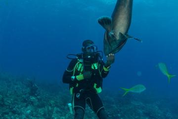 Black Grouper