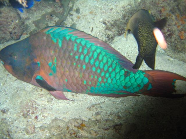 Porrot fish