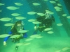 Shore diving w/my mom, Crashboat beach, Aguadilla, Puerto Rico