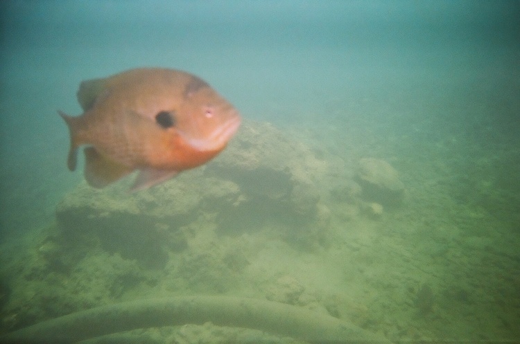 Bream/bluegill @ Vortex Springs...followed us all around