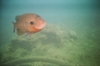 Bream/bluegill @ Vortex Springs...followed us all around