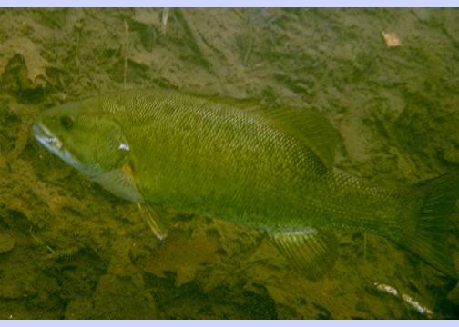 small mouth bass jenkins pond MA