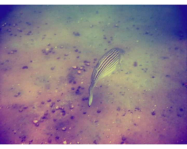 striper
