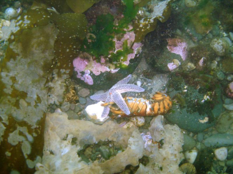 even starfish like lobster