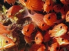 Trumpet Fish at Angler`s Reef Maunalua Bay - Oahu