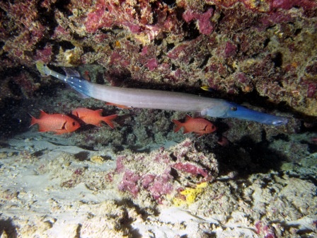 Trumpet Fish at Angler`s Reef Maunalua Bay