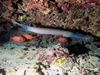 Trumpet Fish at Angler`s Reef Maunalua Bay