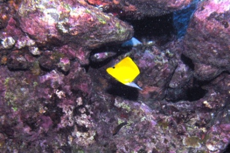 Butterfly Fish at Manana (Rabbit) Island - Oahu