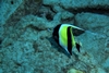 Moorish Idol - China Wall - Maunalua Bay - Oahu