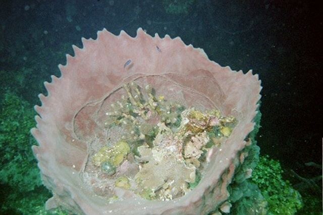 Christmas under water in Roatan, Honduras :)