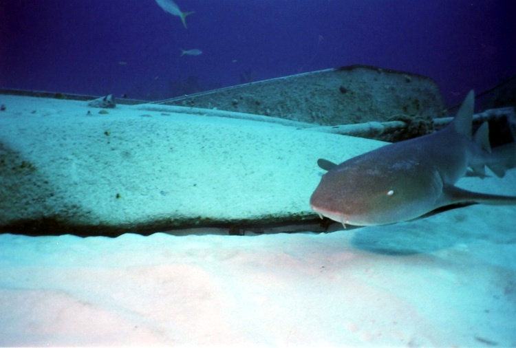 Nurse shark, Bahamas 2006
