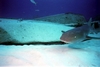 Nurse shark, Bahamas 2006