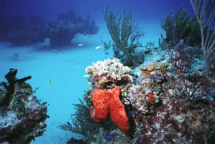Bahamas 2006