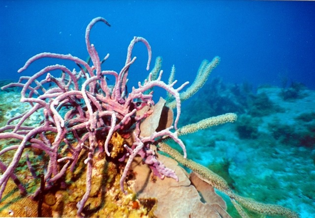 Barracuda Reef, St Thomas VI