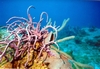 Barracuda Reef, St Thomas VI