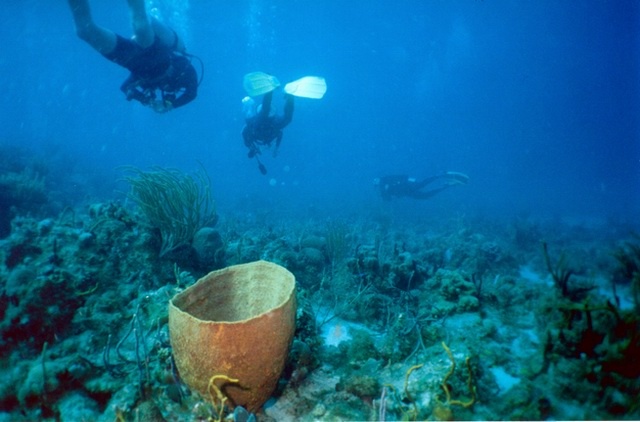 Wye Reef, St Thomas VI