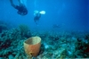 Wye Reef, St Thomas VI