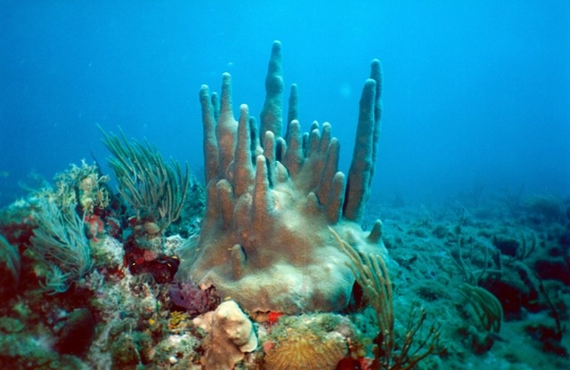 Pillar coral about 4ft tall.  Wye Reef, St Thomas VI