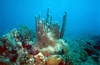 Pillar coral about 4ft tall.  Wye Reef, St Thomas VI
