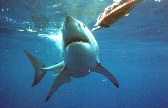 Great White-Guadalupe 2003