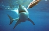 Great White-Guadalupe 2003