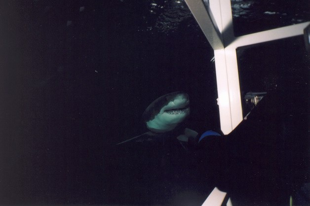 Great White coming in out of the dark-Guadalupe 2005