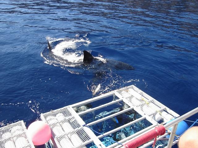 Great White top side-Guadalupe 2005