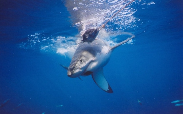 Great White-Guadalupe 2006