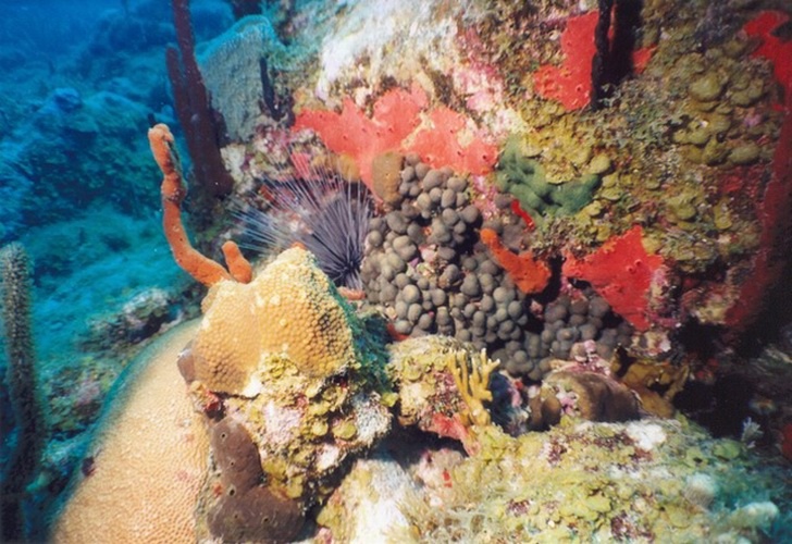 Barracuda Reef, St Thomas