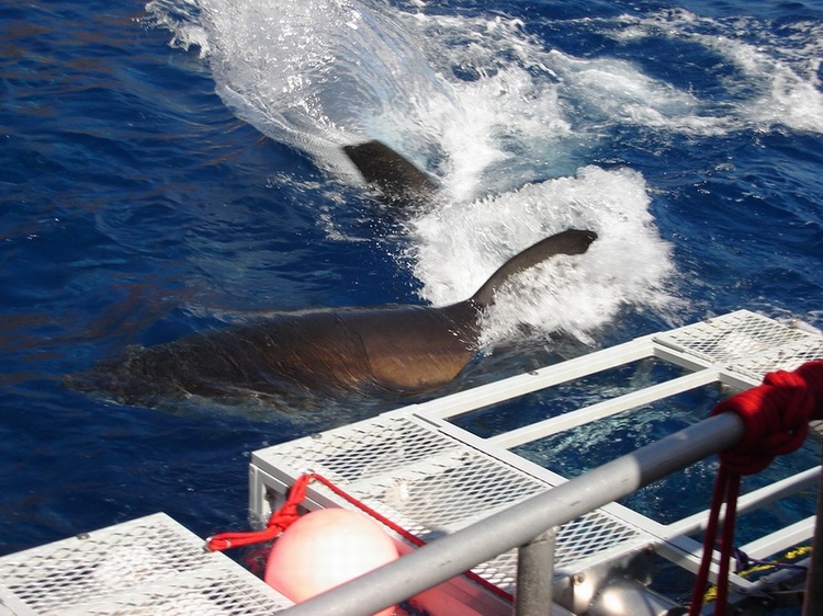 To get a little perspective, that cage is 8ft wide. Great White, Guadalupe 2007