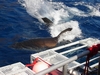 To get a little perspective, that cage is 8ft wide. Great White, Guadalupe 2007