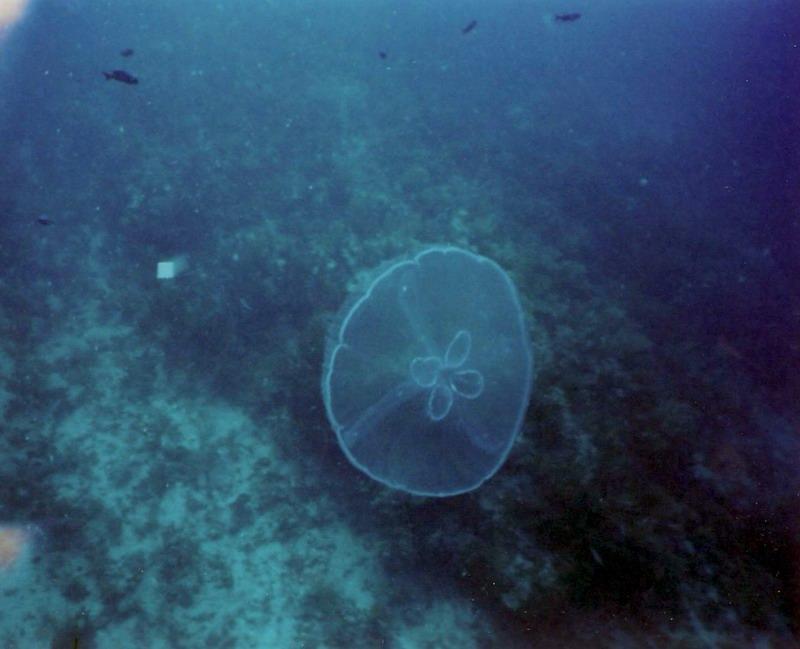 Jelly fish-St Maarten 7-2008