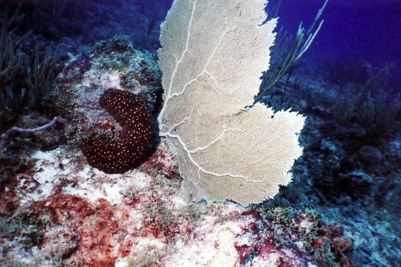 Very large Sea Cucumber-St Maarten 7-2008