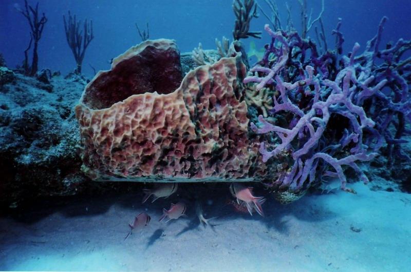 Looked like someone shaved the bottom off this sponge!-St Maarten 7-2008