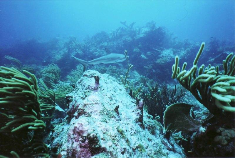 Black tip reef shark-St Maarten 7-2008