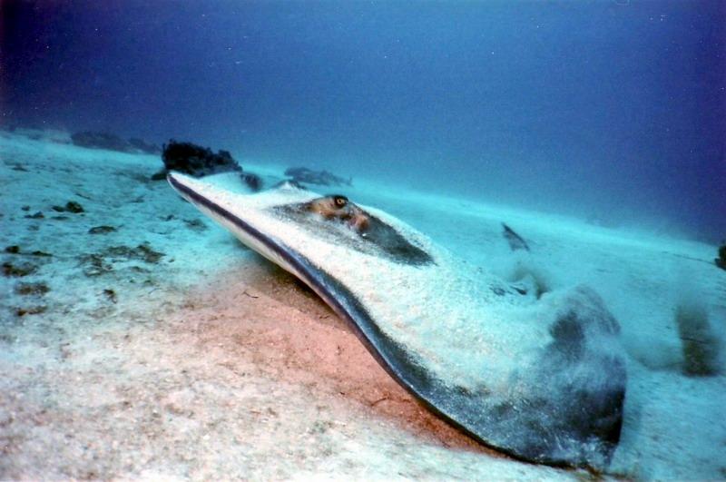 Stingray-St Maarten 7-2008