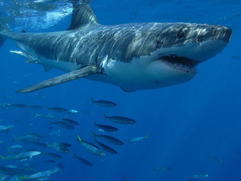 Great White. Guadalupe 10-2008