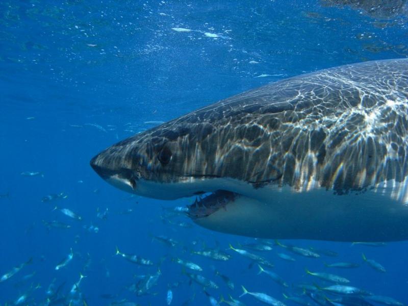 Up close with a Great White. Guadalupe 10-2008