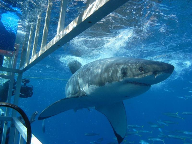 Great White. Guadalupe 10-2008