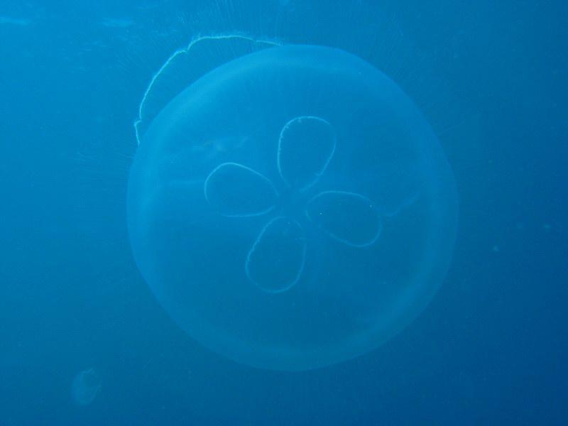 Moon jelly- Antigua 12-2008