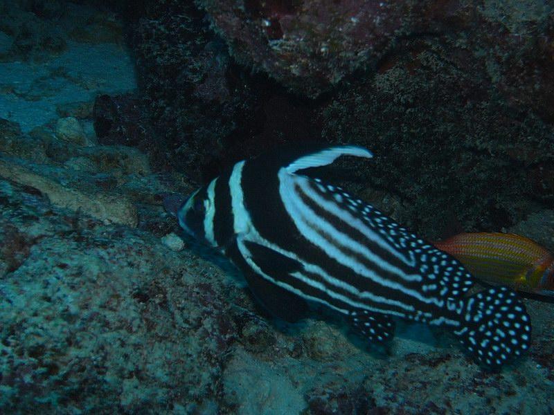 Spotted Drum- Antigua 12-2008