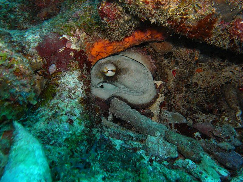 Octopus- Antigua 12-2008