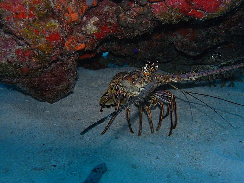 Lobster- Antigua 12-2008
