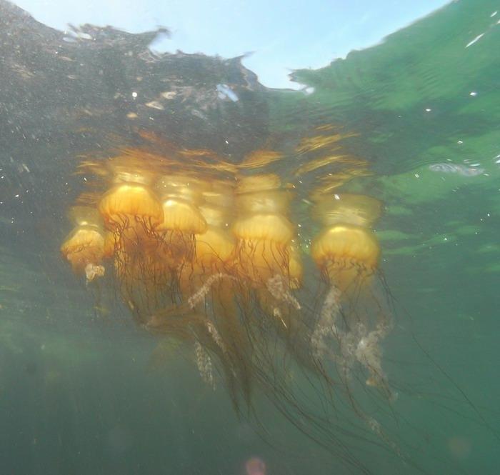 Jelly Bouquet!  Monterey 8-2-09